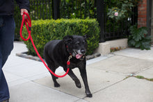 Load image into Gallery viewer, LEEDZ® LEASHES -5/8” Snap End
