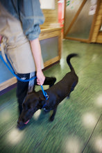 Load image into Gallery viewer, LEEDZ® LEASHES 4' x 3/8" + 22" - Slip End