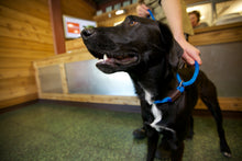 Load image into Gallery viewer, LEEDZ® LEASHES 4' x 3/8" + 22" - Slip End