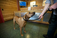 Load image into Gallery viewer, Slip LEEDZ 6' x 5/8" + 22" collar allowance