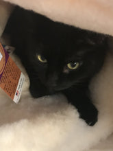 Load image into Gallery viewer, Kitty Cuddle Mat