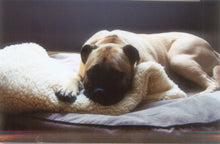 Load image into Gallery viewer, CUDDLE MAT