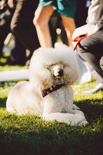 Load image into Gallery viewer, LEEDZ® LEASHES -3/8" Snap End