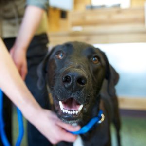 Happy black dog on a blue leash.