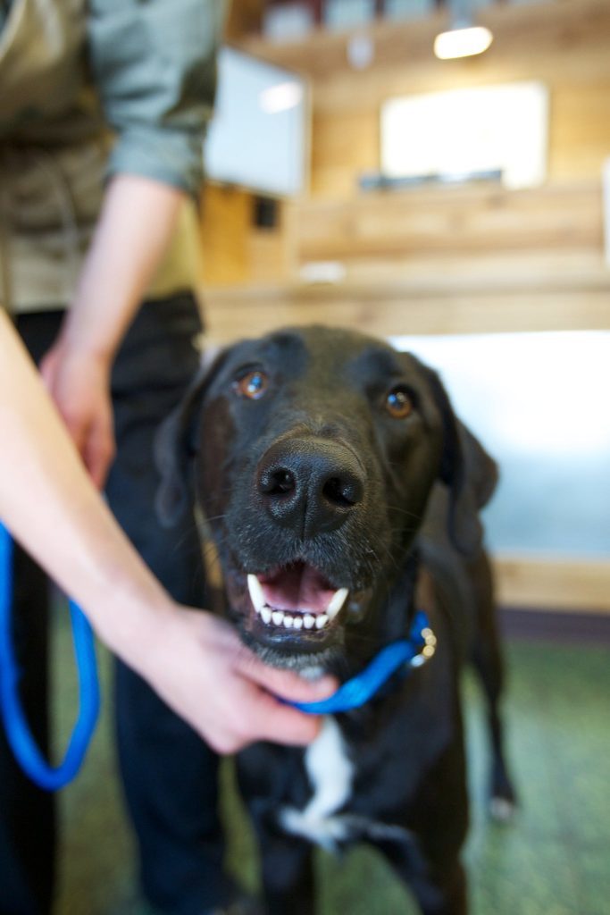 Happy black dog on a blue leash.