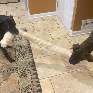 Two dogs playing with a rope toy.