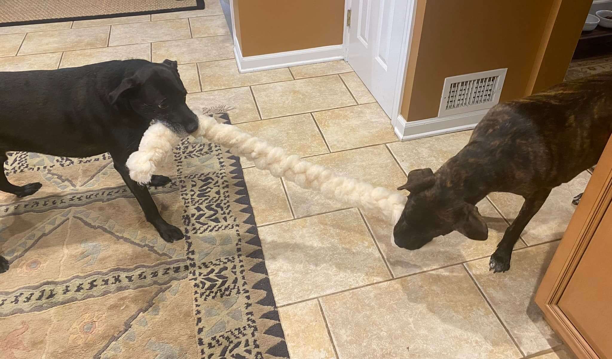 Two dogs playing with a rope toy.