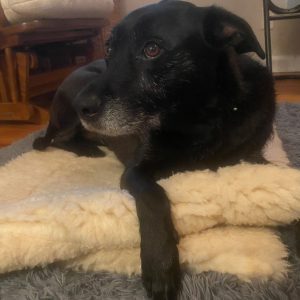 Black dog resting on a fluffy blanket.