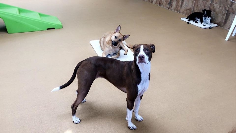 Facility home page and facility Cuddle mat product page