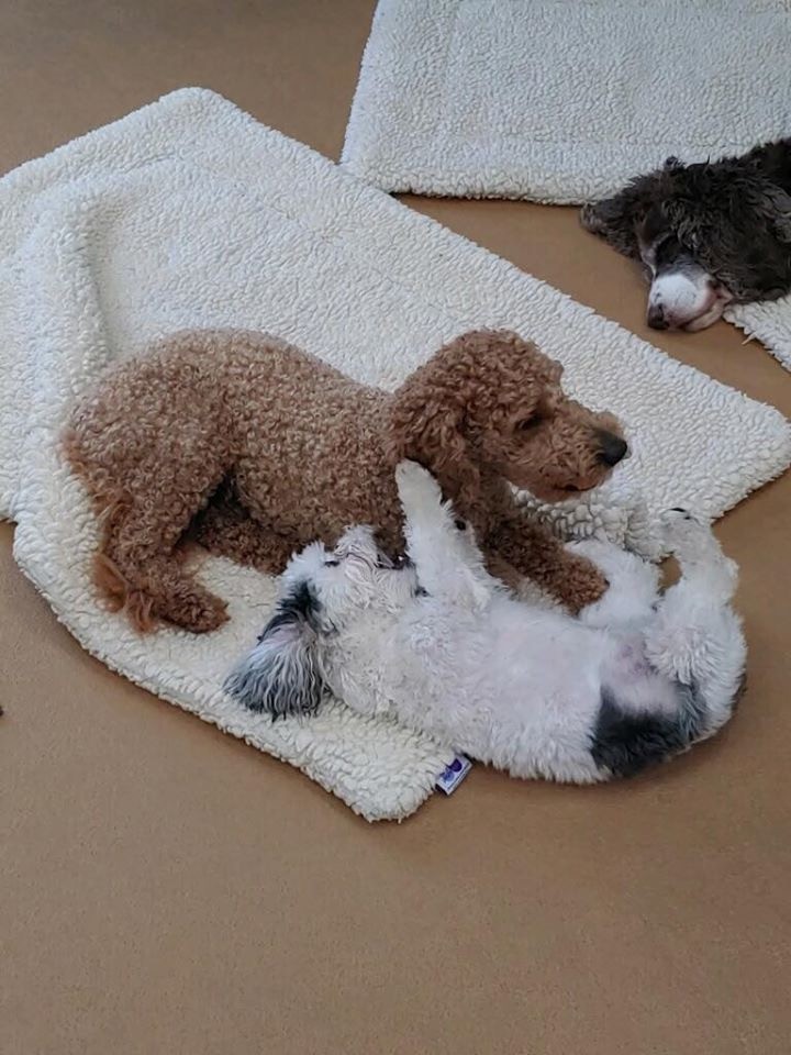 Facility home page and facility cuddle mat product page 1