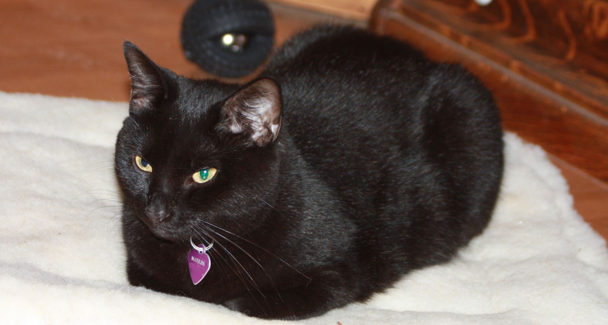 Kitty Cuddle Mat - Image 4