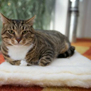 Tabby cat lounging on a fluffy blanket.