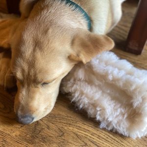 Sleeping puppy with fluffy toy on floor.