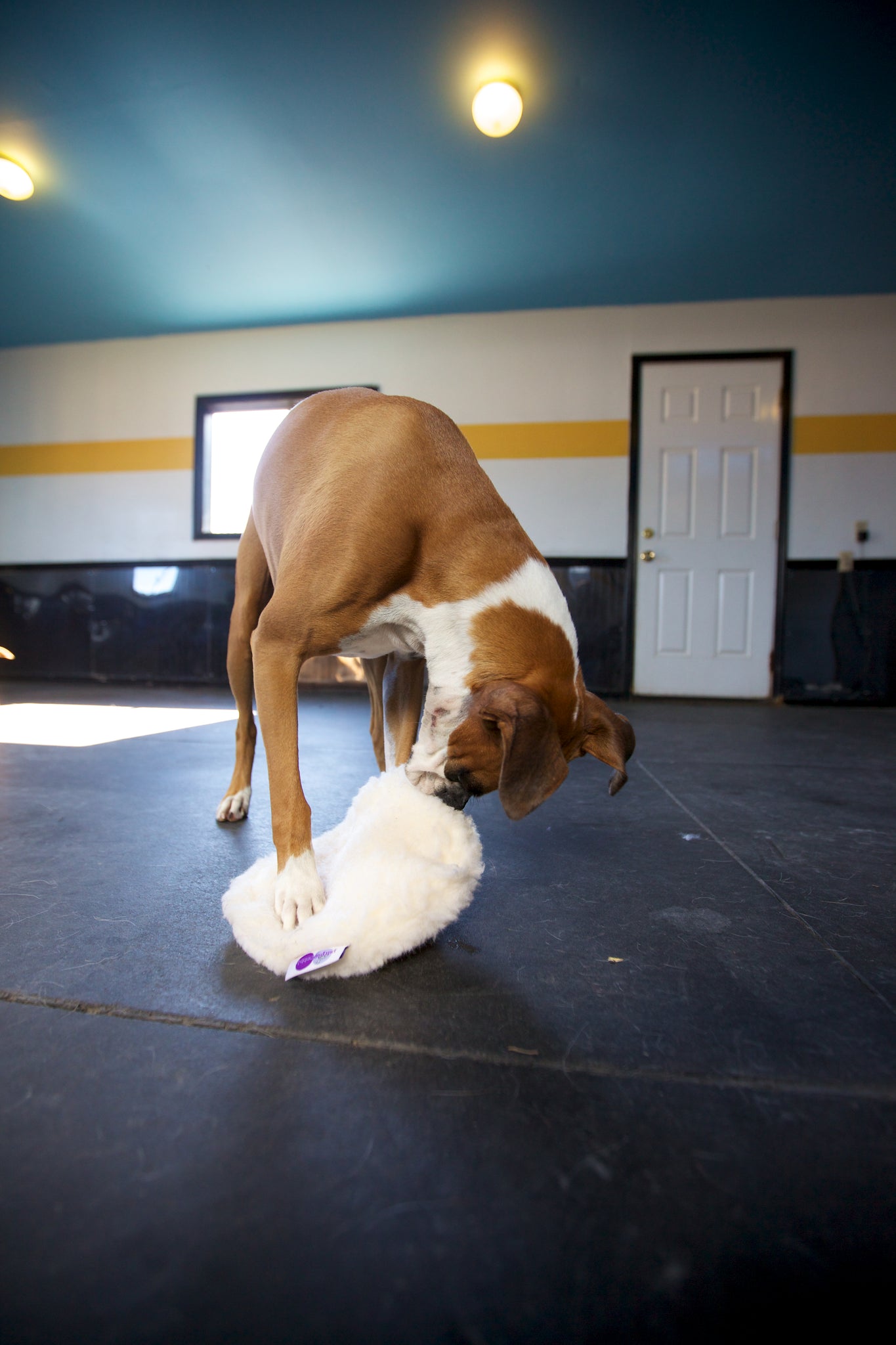 Ravioli Toy - Image 18