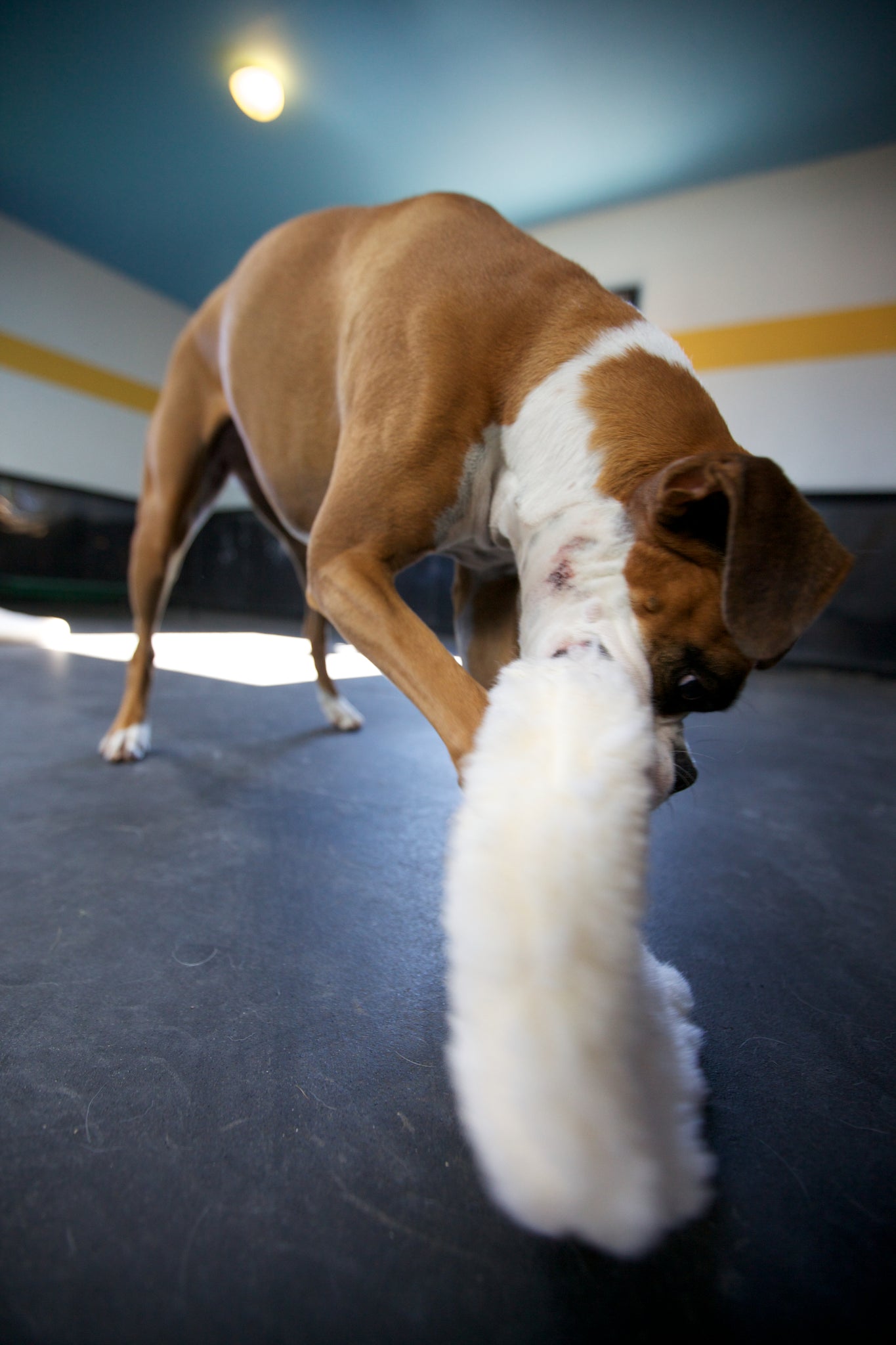 Ravioli Toy - Image 16