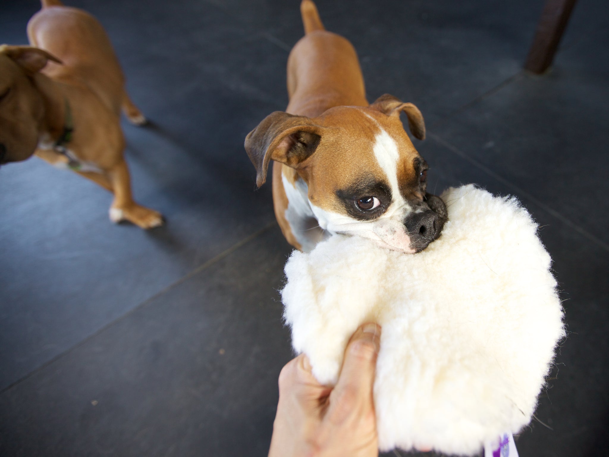 Ravioli Toy - Image 17