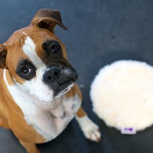 Brown and white dog sitting beside toy.