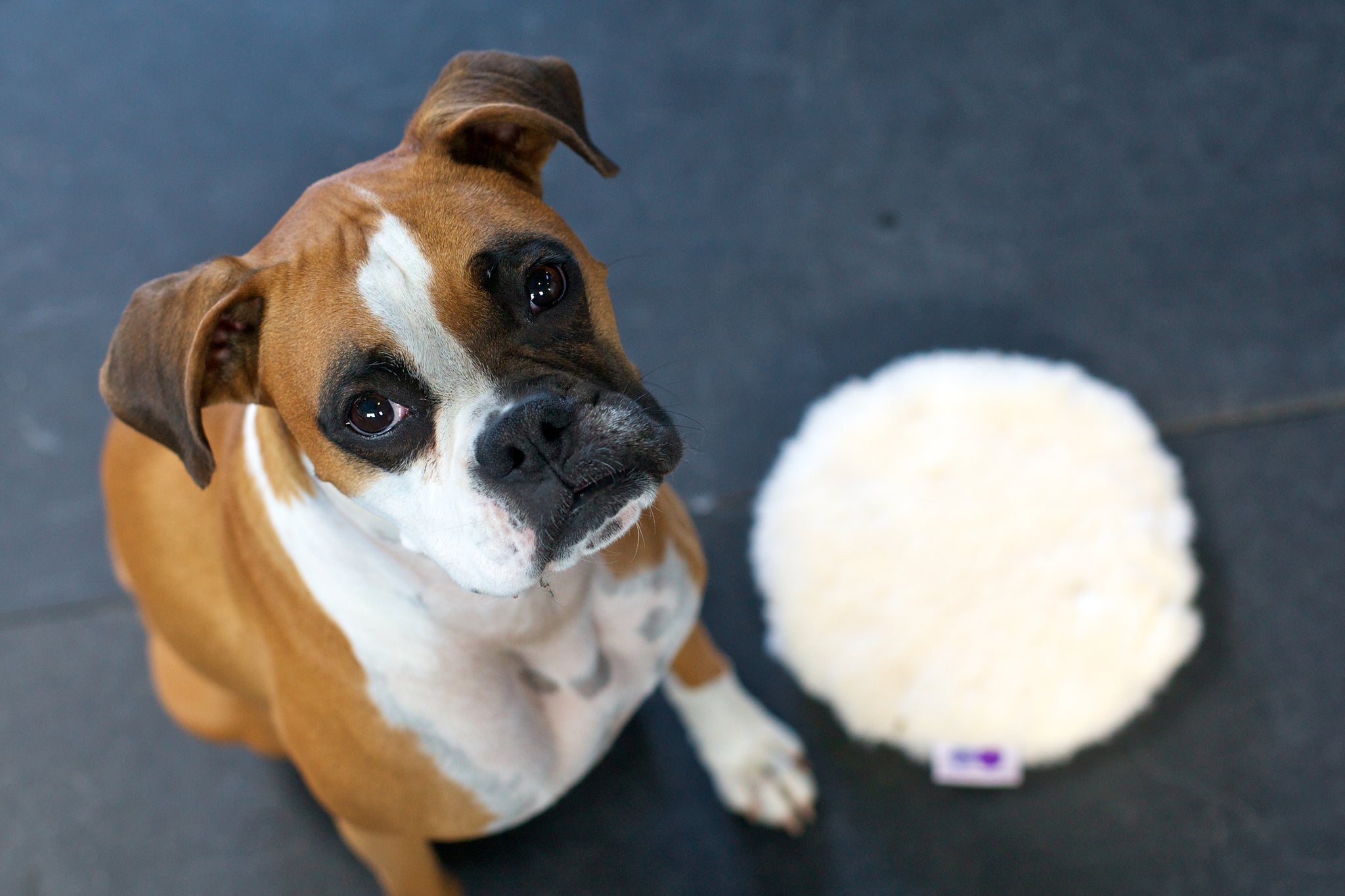 Ravioli Toy - Image 15