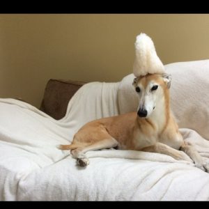 Dog with fluffy hat on couch.