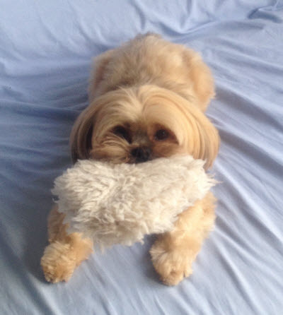 Ravioli Toy - Image 8