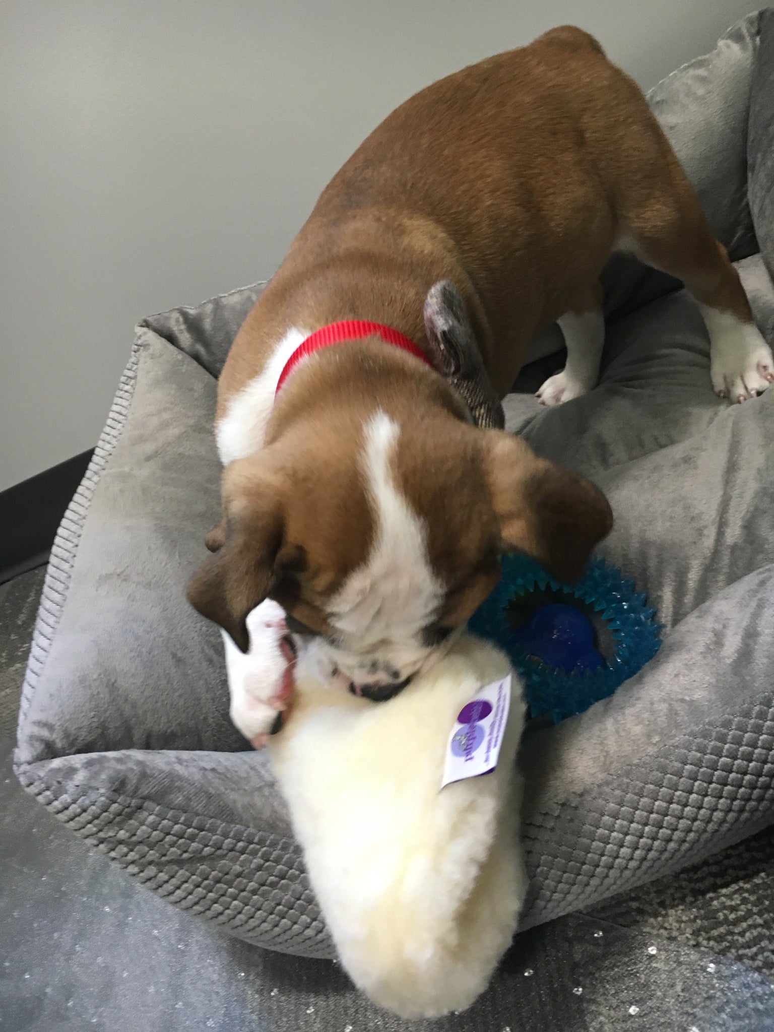 Ravioli Toy - Image 7