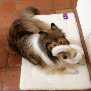 Collie dog lying on a white mat.