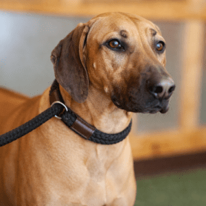 Brown dog with a black leash indoors.