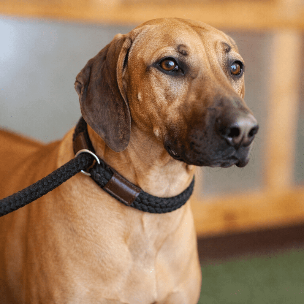 LEEDZ® Leashes – 5/8” Slip End