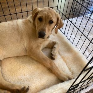 Dog lying in a crate on bedding.