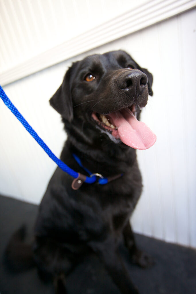 Happy black dog with blue leash.