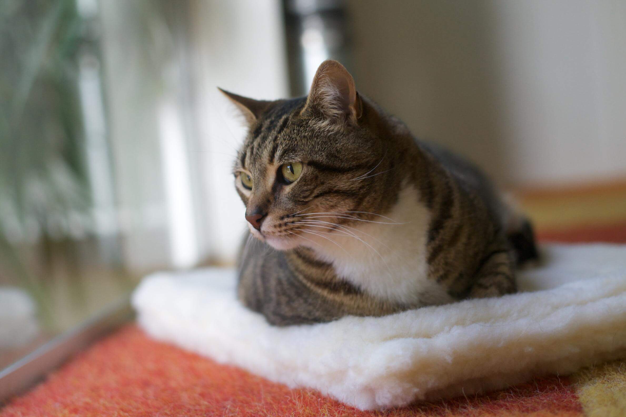 Tabby cat resting on a soft blanket.