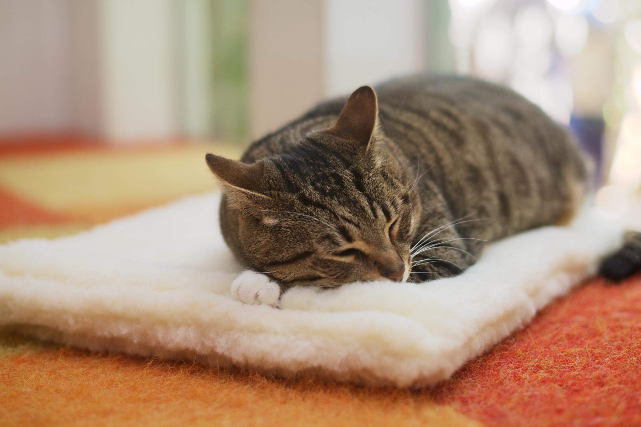 Tabby cat sleeping on a soft mat.