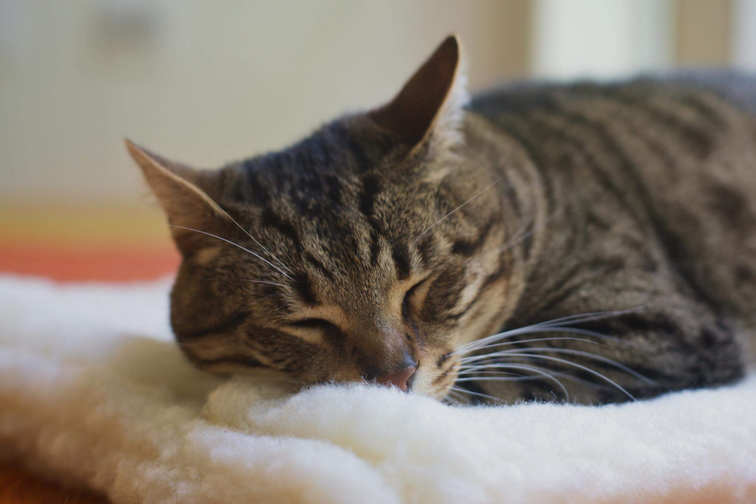Sleeping tabby cat on a soft blanket.