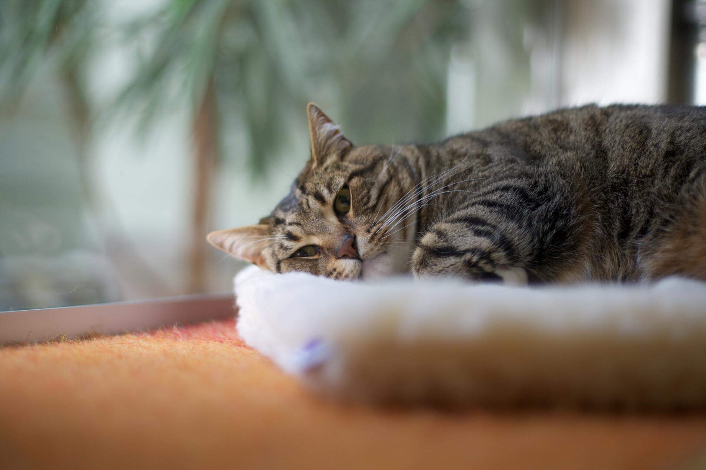 Tabby cat resting on a soft bed.