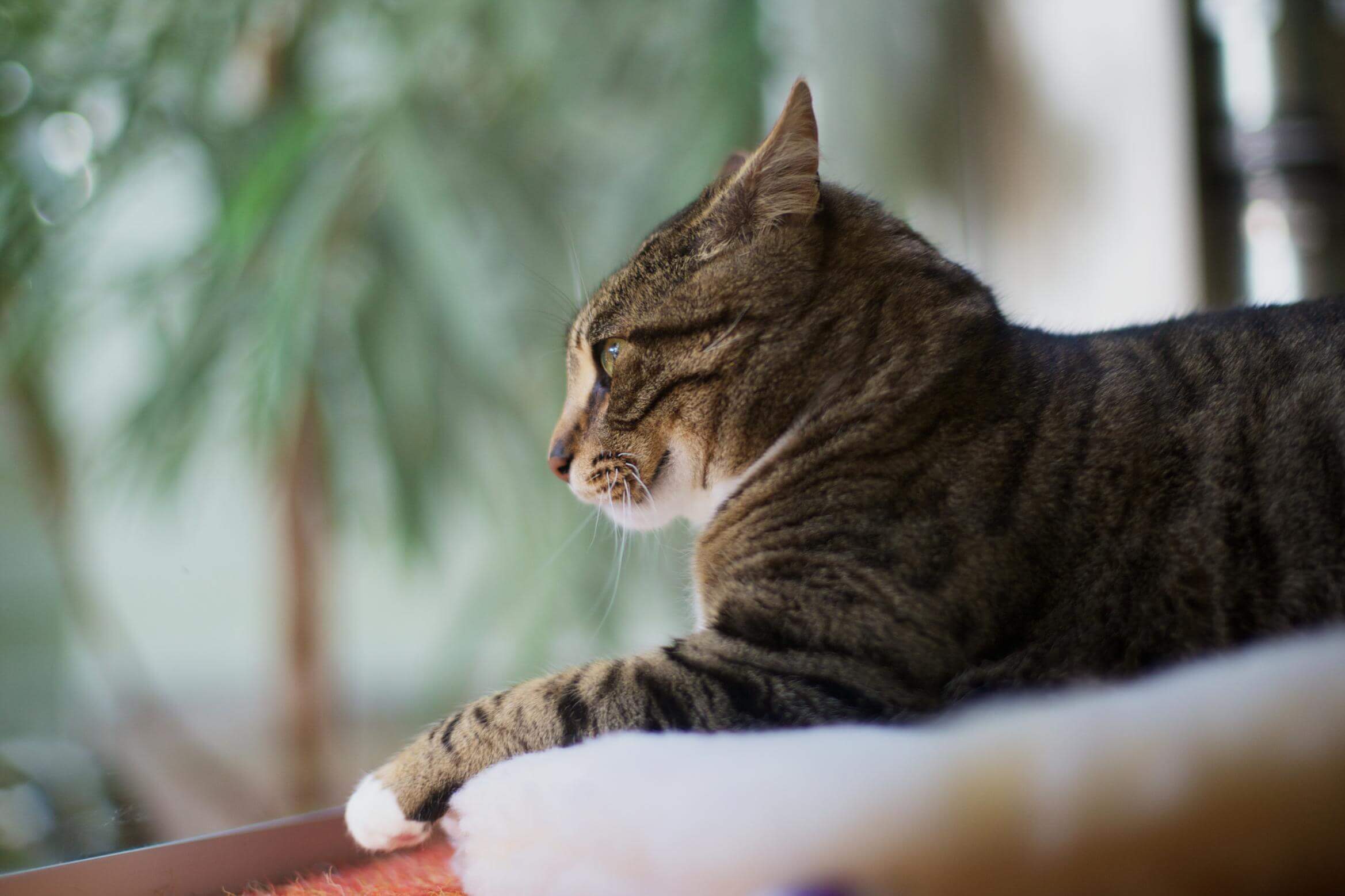 Cat lounging by a window, green background.