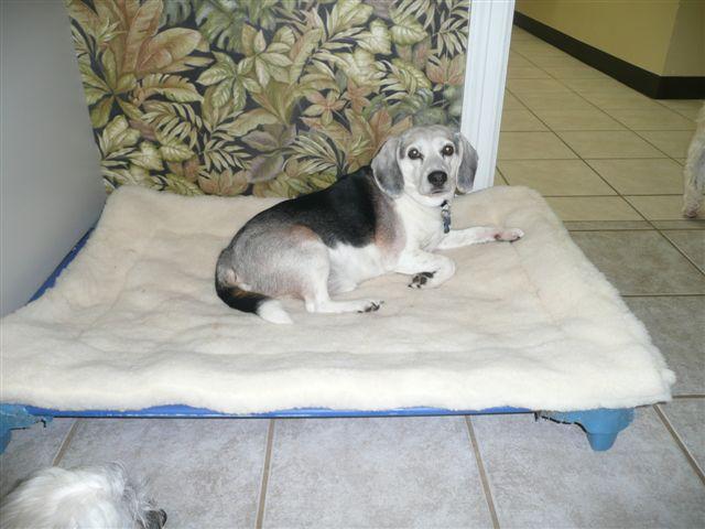 CUDDLE MAT - Kuranda Bed Sizes