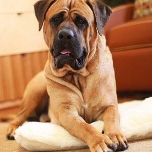 Brown dog resting on a white cushion.