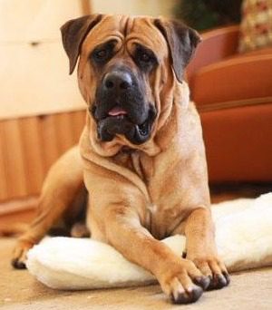 Brown dog resting on a white cushion.